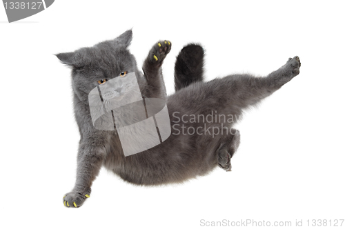 Image of British cat dancing breakdance