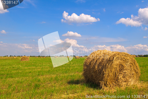 Image of Straw bales on field