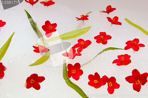 Image of Flowers and suds.