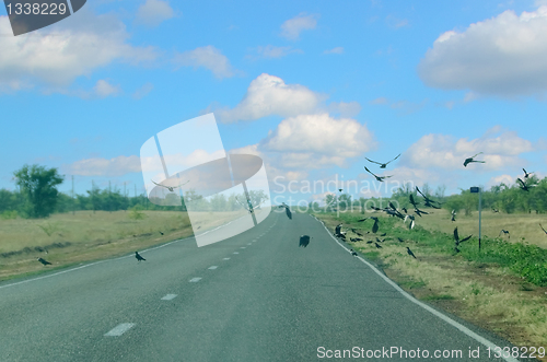 Image of Birds on the highway