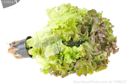 Image of Lettuce. Isolated on white