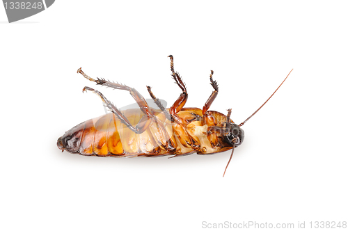 Image of Madagascar cockroach, lying on his back