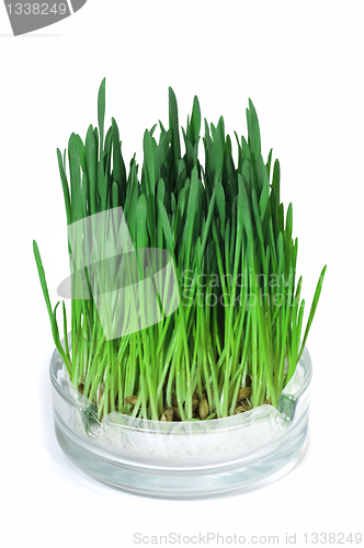 Image of Green grass growing in the ashtray