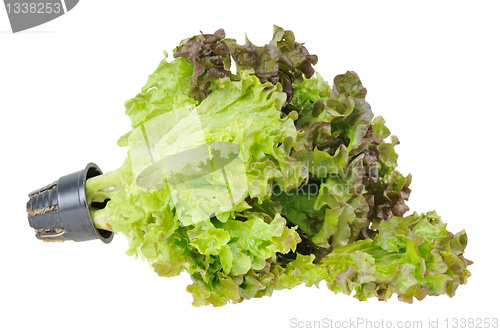 Image of Lettuce. Isolated on white