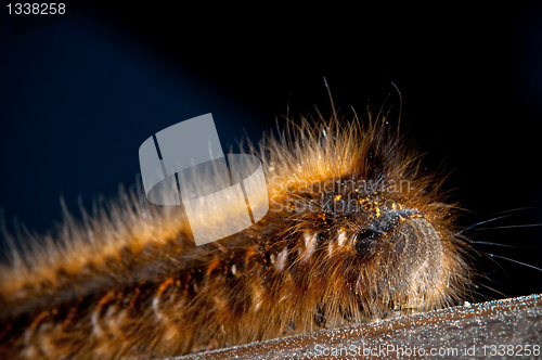 Image of Macro hairy caterpillar