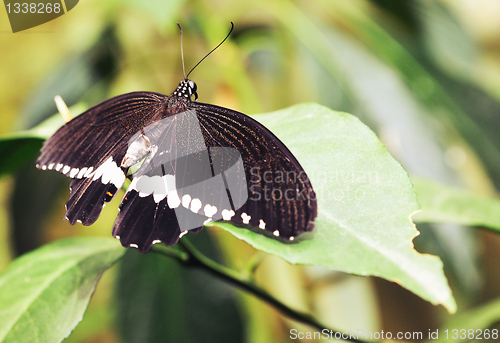 Image of Butterfly on a leaf. On  background of leaves.