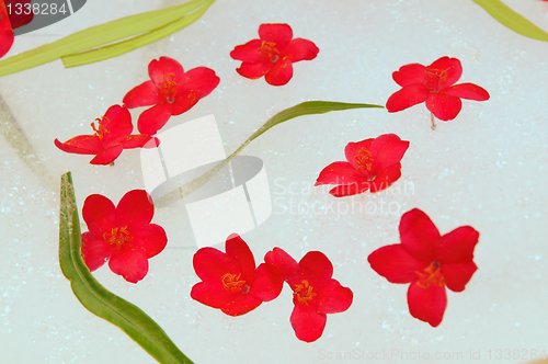 Image of Flowers and suds.