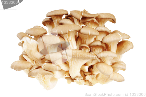 Image of Bunch of mushrooms - Oyster