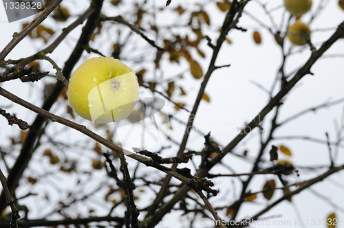 Image of Ripe apple on a tree without leaves