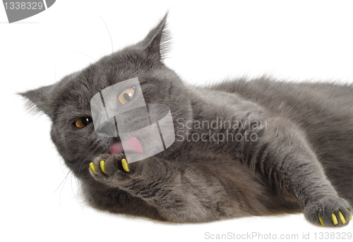 Image of British cat lying and licking his paw