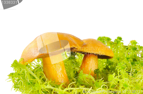Image of Mushrooms in the moss