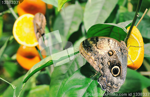 Image of Butterfly on a leaf. On  background of leaves.