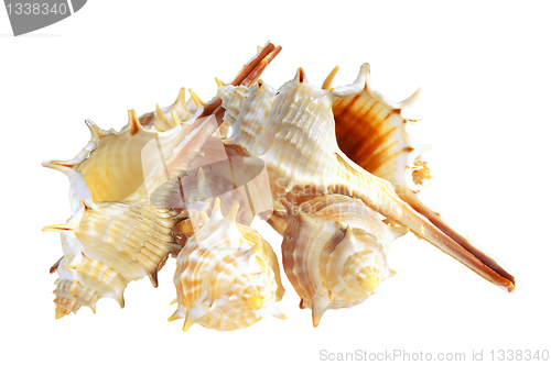 Image of Several seashell