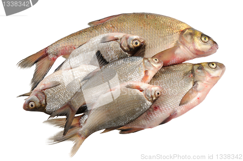 Image of Several fresh freshwater fish