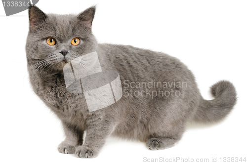 Image of Scared British cat stands and looks right