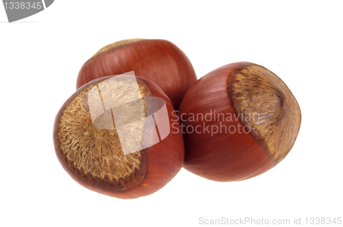 Image of Three unpeeled hazelnut