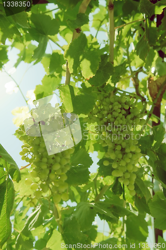 Image of Bunch of grapes on the vine.