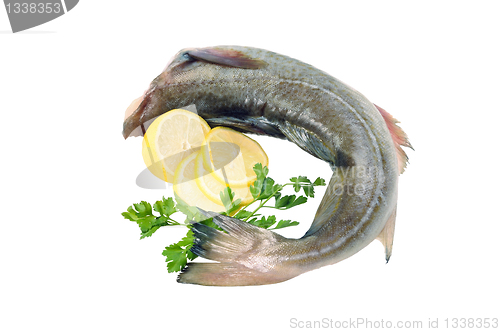 Image of Raw fish, decorated with lemon and herbs