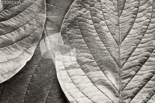 Image of bw leafs