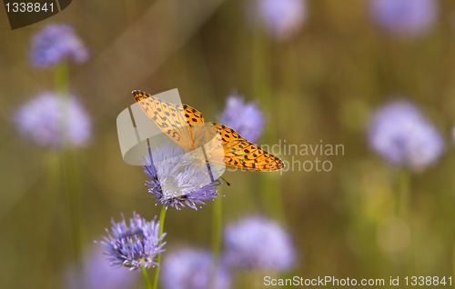 Image of  butterfly 