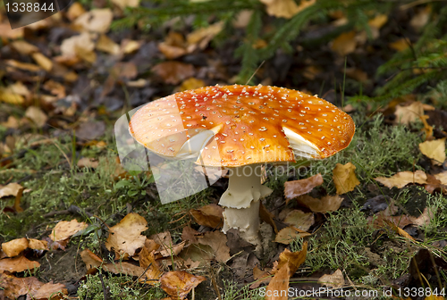 Image of red fly agaric