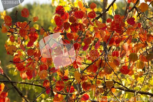 Image of aspen leaves