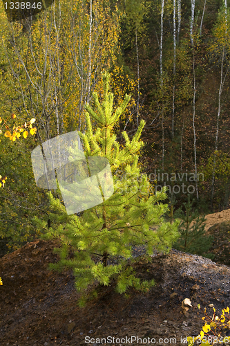 Image of pine tree 