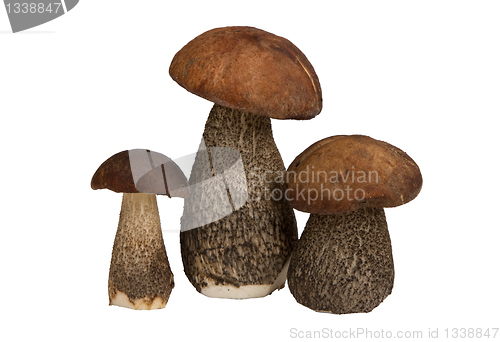 Image of mushrooms