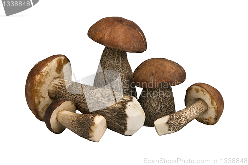 Image of mushrooms