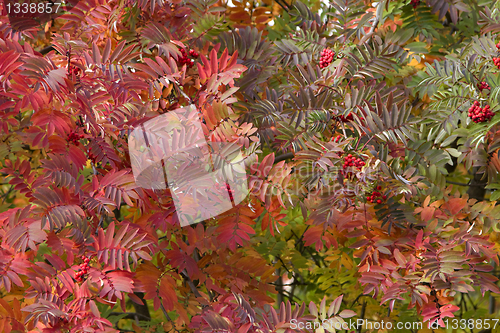 Image of rowan leaves in the trees 