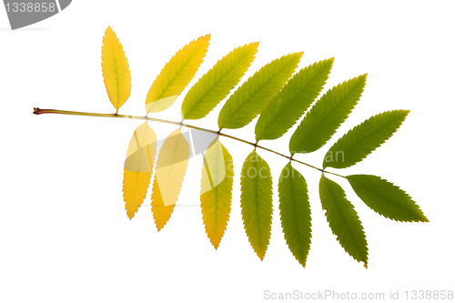 Image of autumn leaf