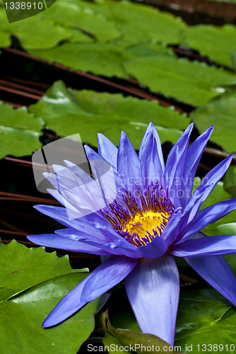 Image of Nymphaea Director George T Moore 