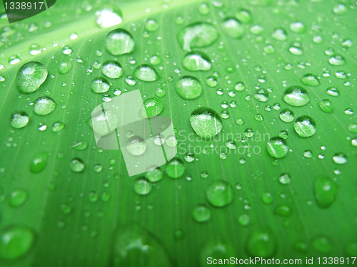 Image of green leaf with water drops             