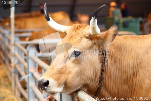 Image of Asturiana delos Valles Cow