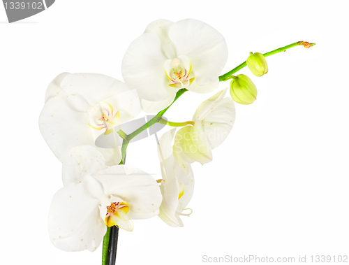 Image of White orchid