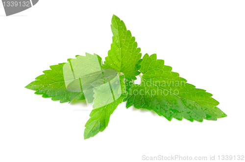 Image of Green fresh mint