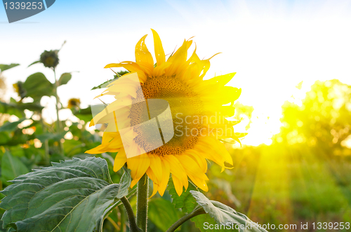 Image of sunflowers