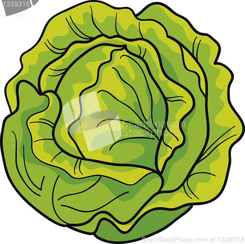 Image of cabbage