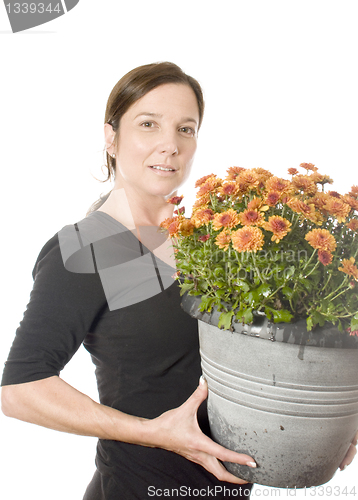 Image of middle age woman gardener with  beautiful chrysanthemum mum flow