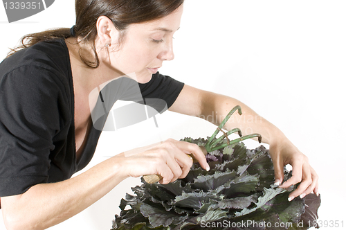 Image of middle age woman gardener with  beautiful winter kale potted pla