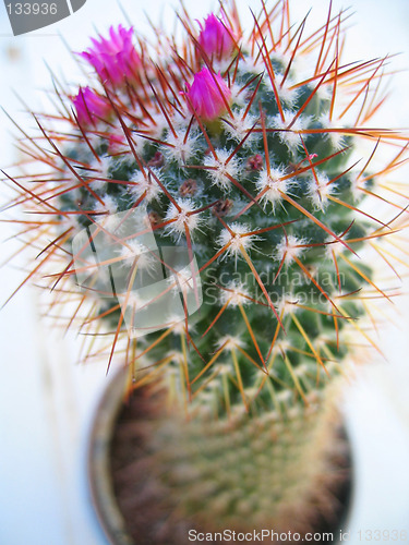 Image of Flowering Cactus 1