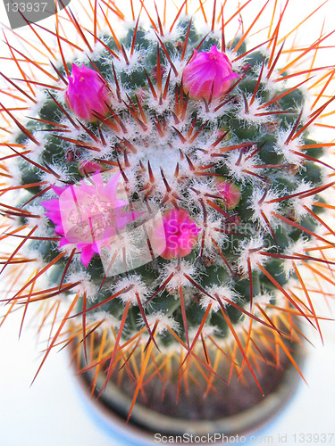 Image of Flowering Cactus 2