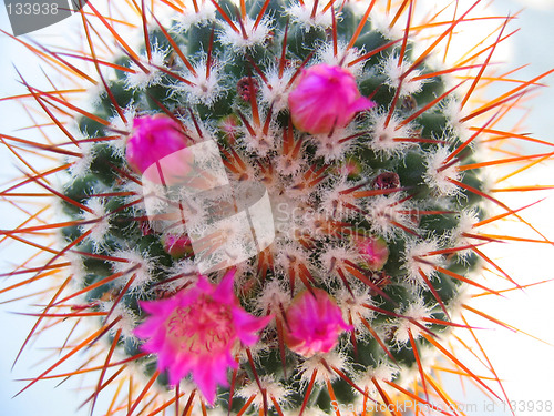 Image of Flowering Cactus 3