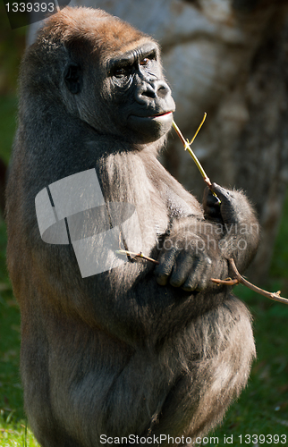 Image of Western Lowland Gorilla