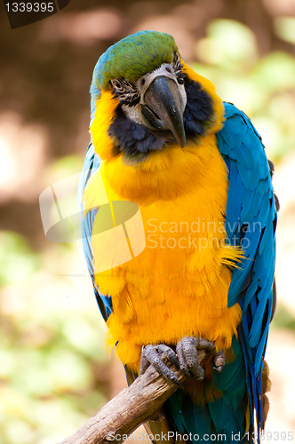 Image of Blue-and-yellow Macaw 