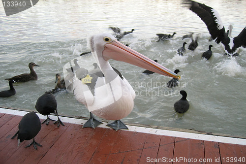 Image of Pelican