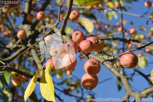 Image of Small Wild Apples