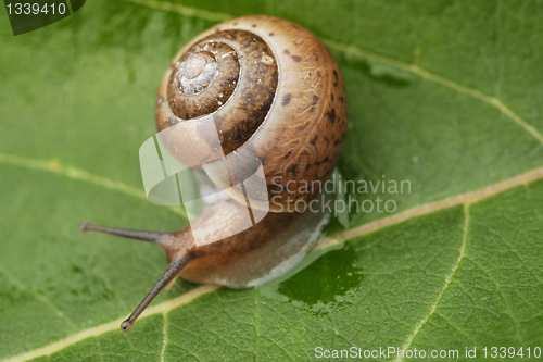 Image of Small Snail