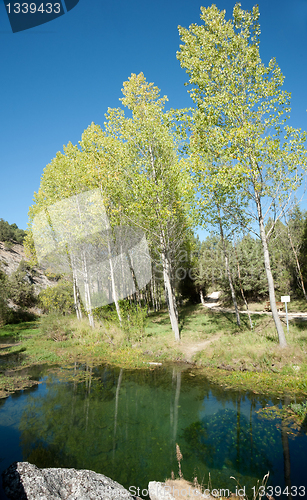 Image of Poplar forest