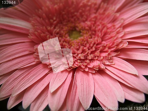 Image of Pinky